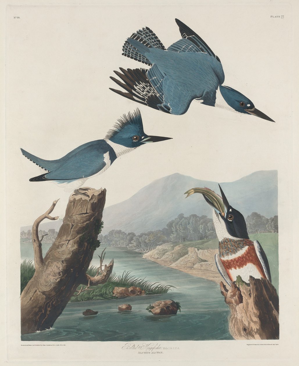 बेल्ड किंग्सफिशर, 1830। द्वारा रॉबर्ट हेवेल