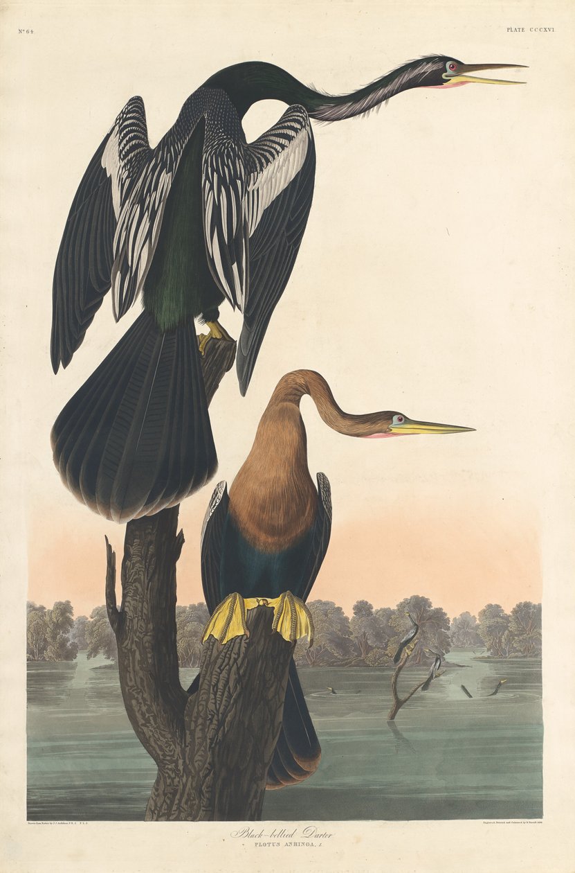 ब्लैक-बेल्ड डार्टर, 1836। द्वारा रॉबर्ट हेवेल