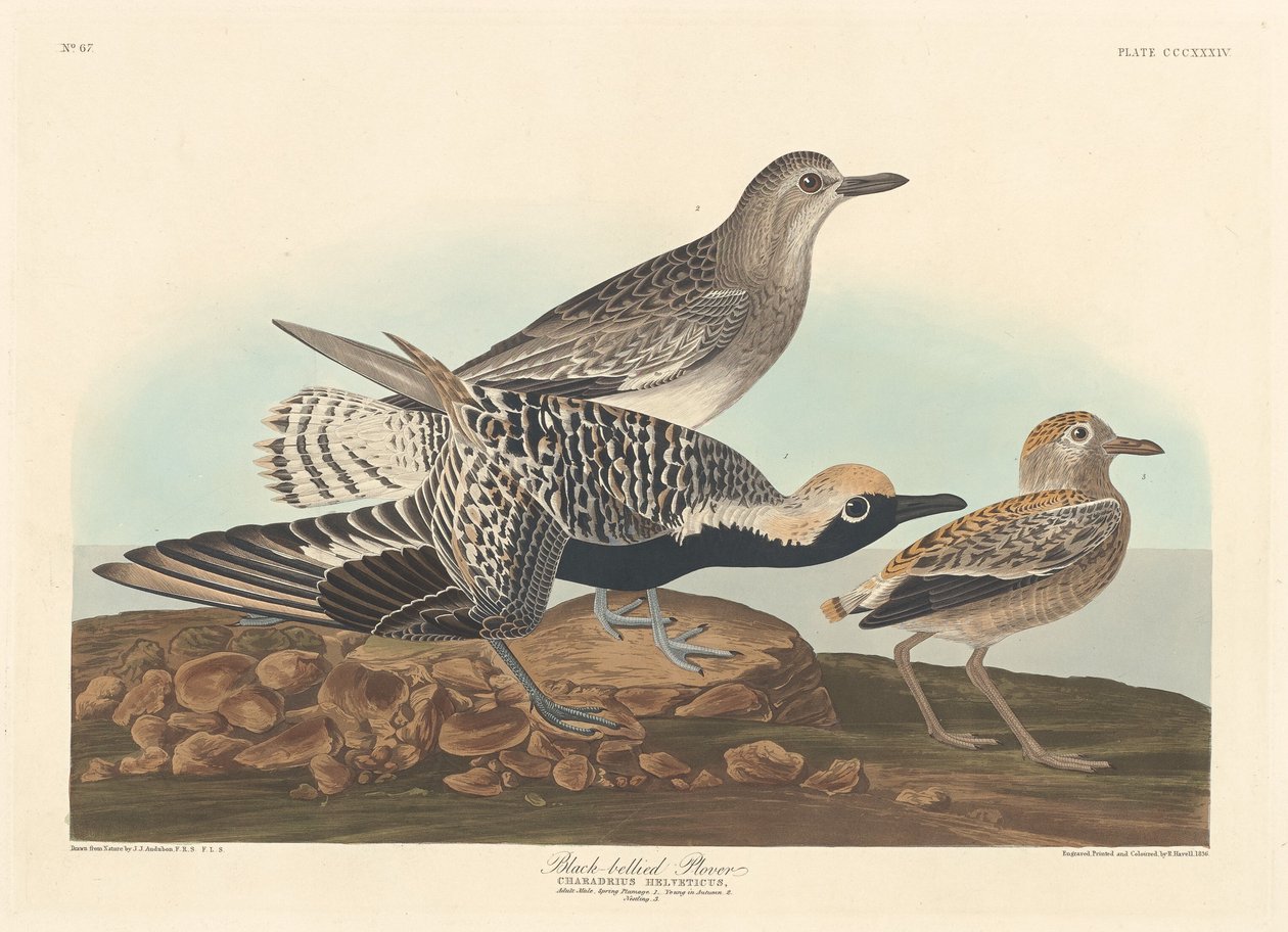 ब्लैक-बेल्ड प्लोवर, 1836। द्वारा रॉबर्ट हेवेल