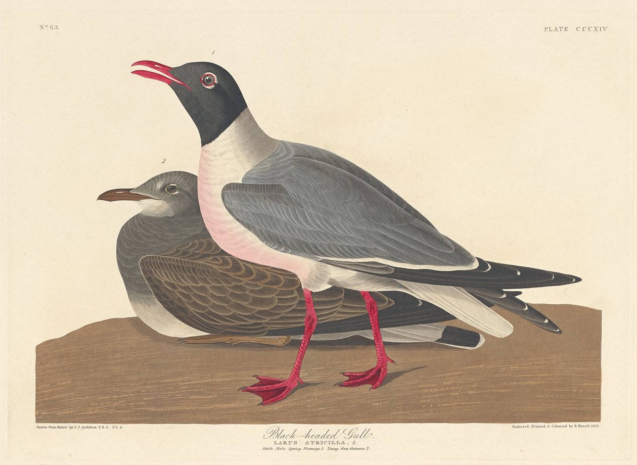 ब्लैक हेडेड गल, 1836। द्वारा रॉबर्ट हेवेल