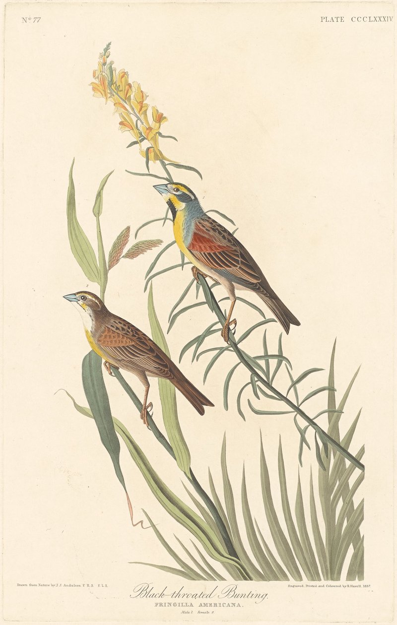 ब्लैक-थ्रोटेड बंटिंग, 1837। द्वारा रॉबर्ट हेवेल