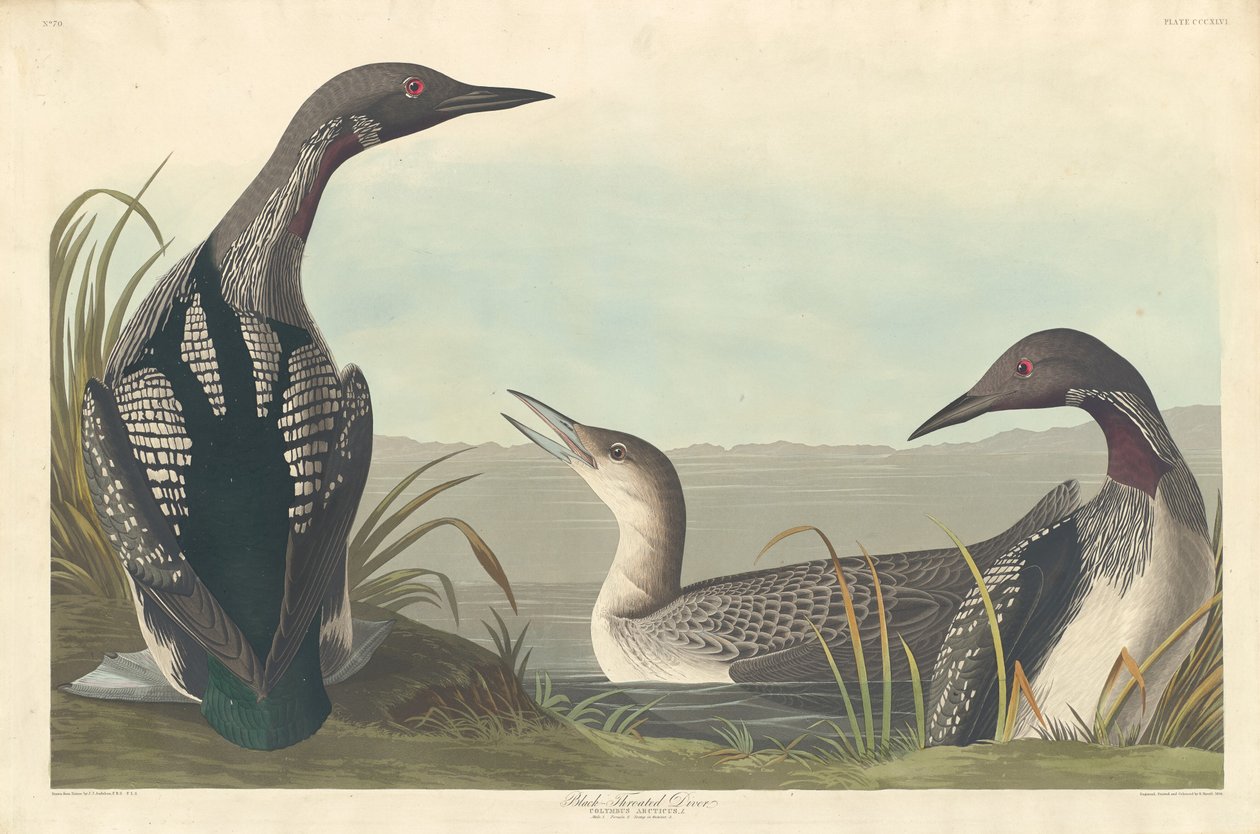 ब्लैक-थ्रोटेड डाइवर, 1836। द्वारा रॉबर्ट हेवेल