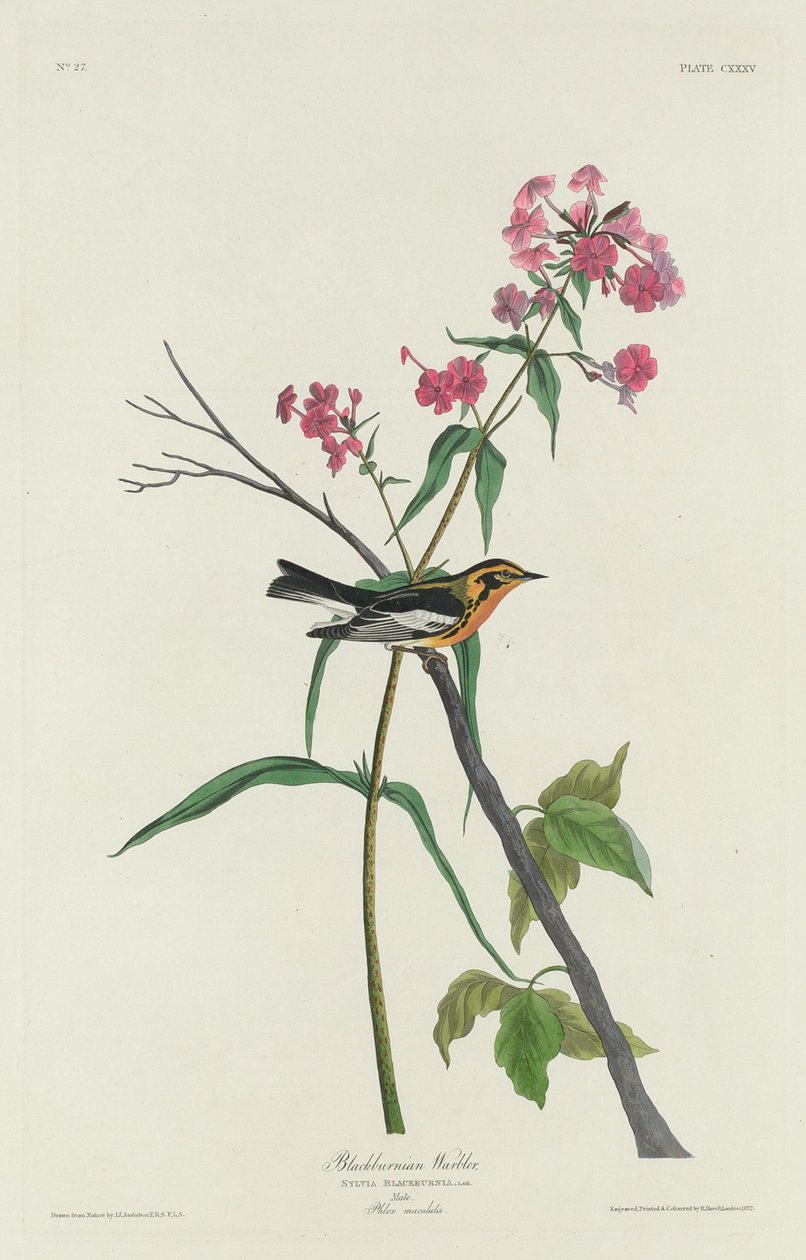 ब्लैकबर्नियन वार्बलर, 1832। द्वारा रॉबर्ट हेवेल