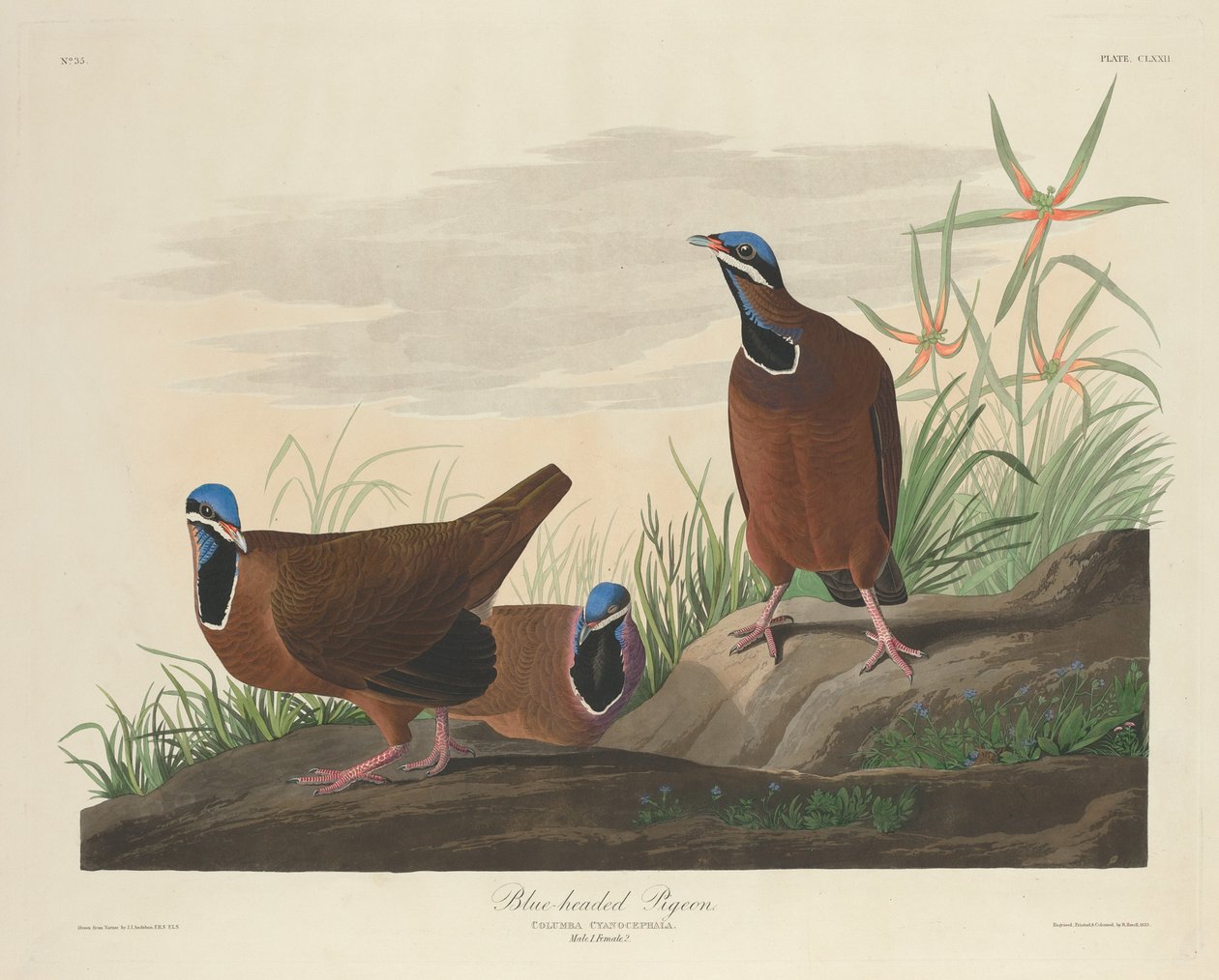 ब्लू-हेडेड कबूतर, 1833। द्वारा रॉबर्ट हेवेल