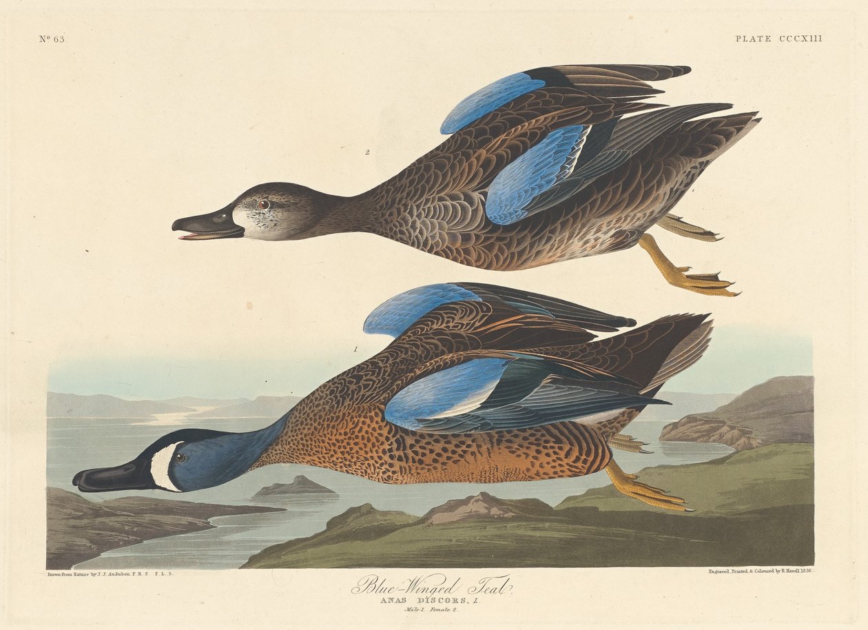 ब्लू-विंग्ड टील, 1836। द्वारा रॉबर्ट हेवेल