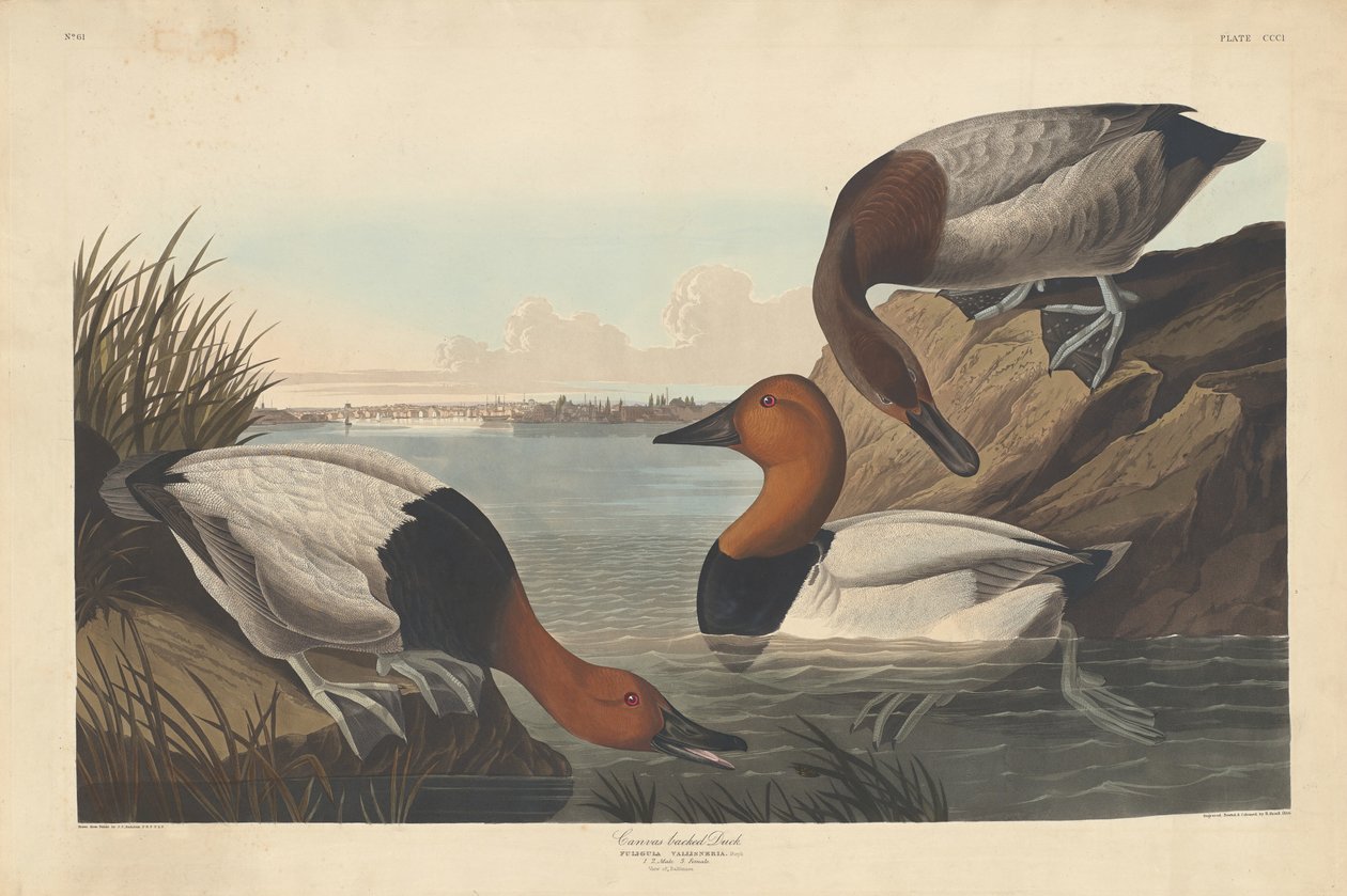 कैनवस-समर्थित बतख, 1836। द्वारा रॉबर्ट हेवेल