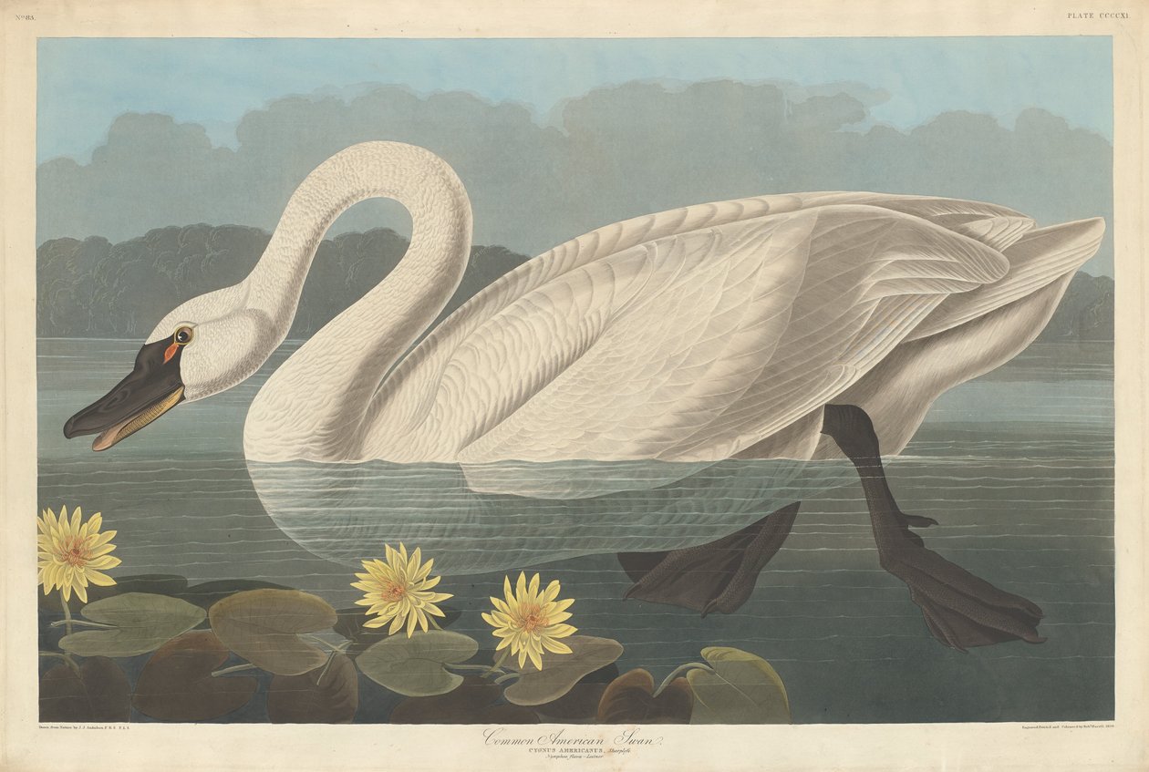 आम अमेरिकी हंस, 1838। द्वारा रॉबर्ट हेवेल