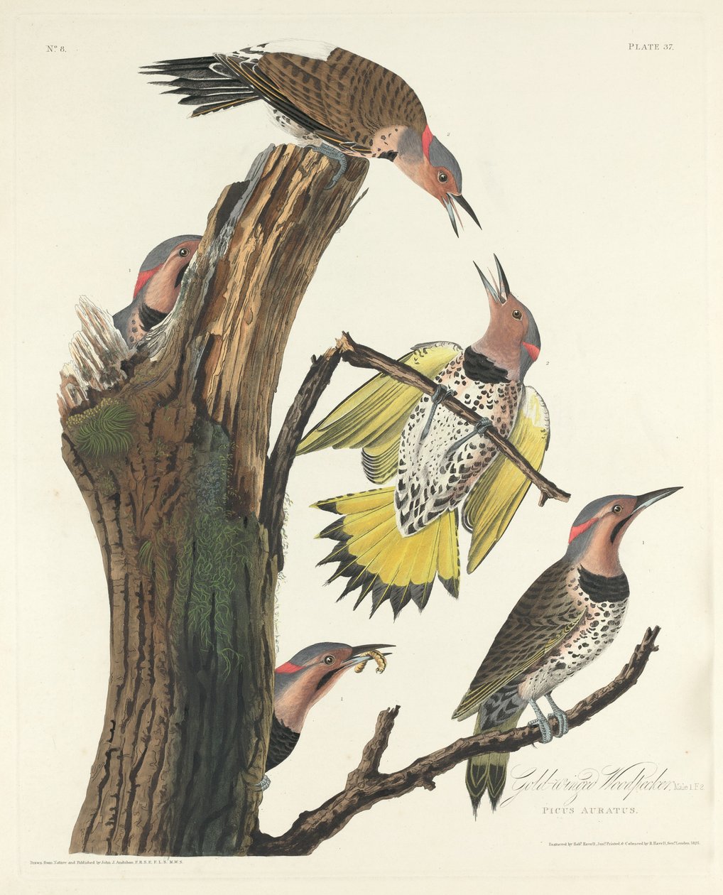सोने के पंखों वाला कठफोड़वा, 1828। द्वारा रॉबर्ट हेवेल