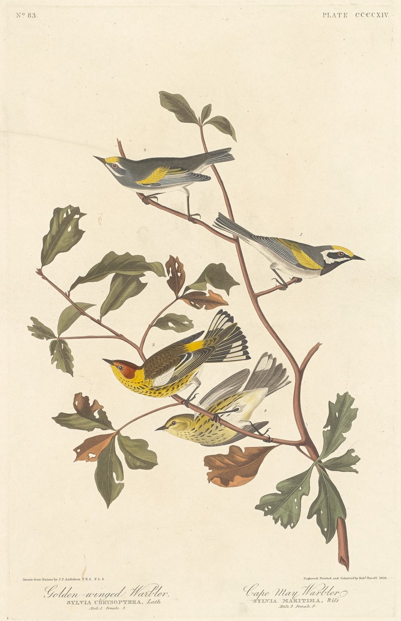 गोल्डन-विंग्ड वार्बलर और केप मे वार्बलर, 1838। द्वारा रॉबर्ट हेवेल