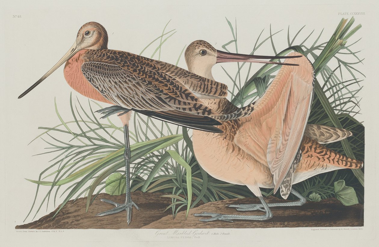 ग्रेट मार्बल्ड गॉडविट, 1835। द्वारा रॉबर्ट हेवेल