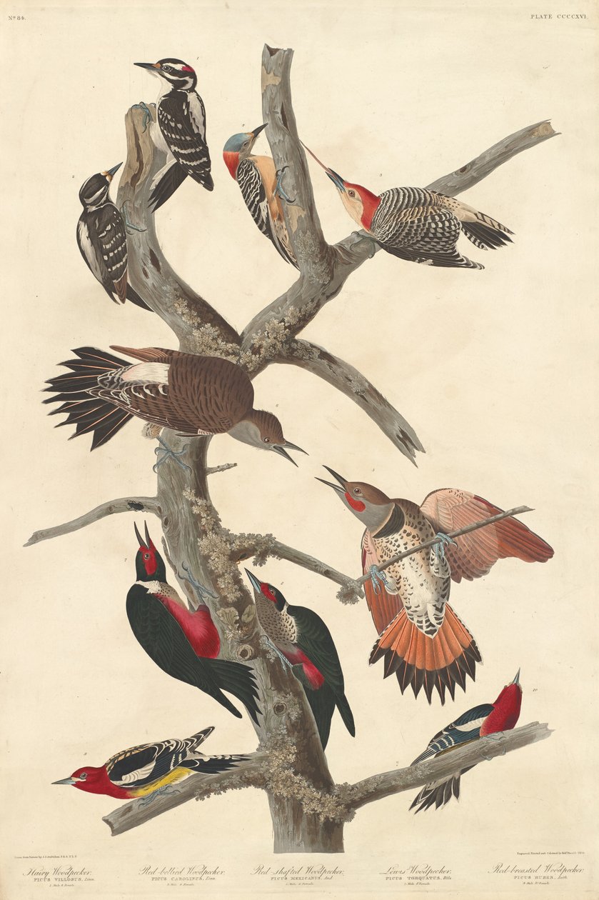 बालों वाली कठफोड़वा, 1838। द्वारा रॉबर्ट हेवेल