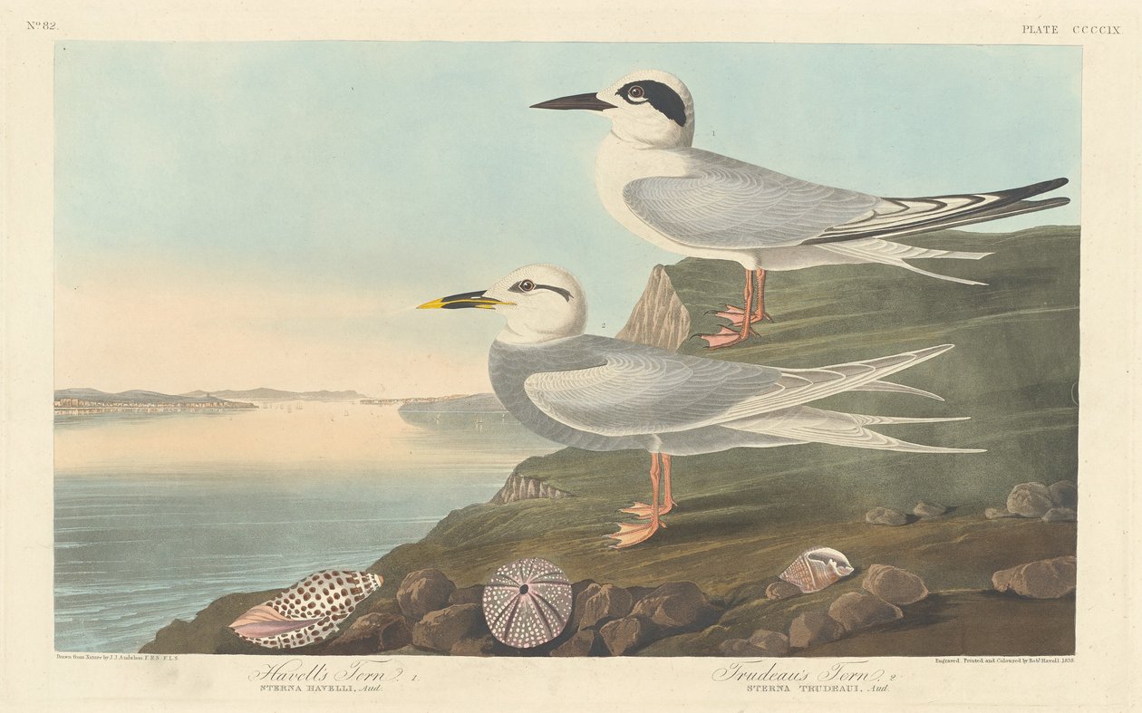 हैवेल्स टर्न और ट्रूडो का टर्न, 1838। द्वारा रॉबर्ट हेवेल