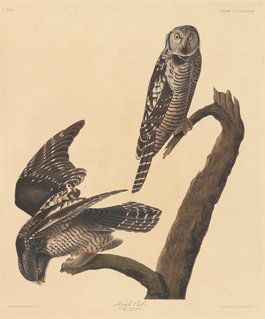 हॉक उल्लू, 1837। द्वारा रॉबर्ट हेवेल