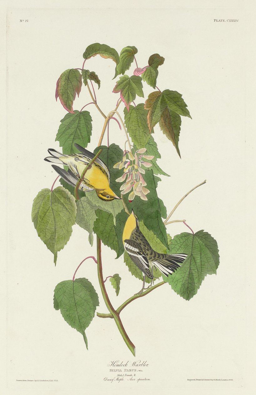 हेमलॉक वार्बलर, 1832। द्वारा रॉबर्ट हेवेल
