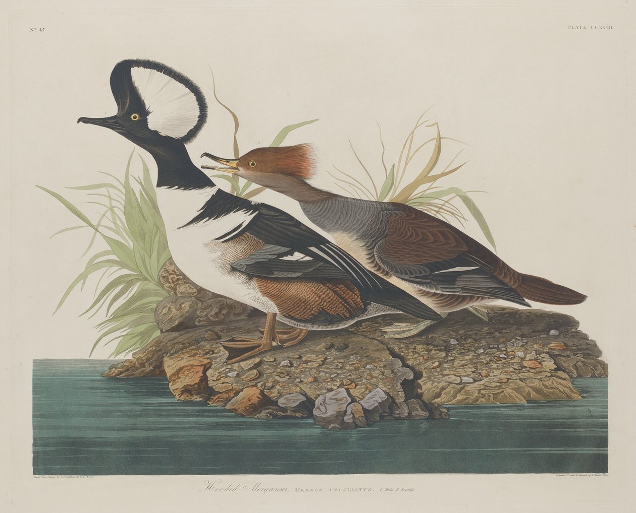 हूडेड मर्गेन्सर, 1834। द्वारा रॉबर्ट हेवेल