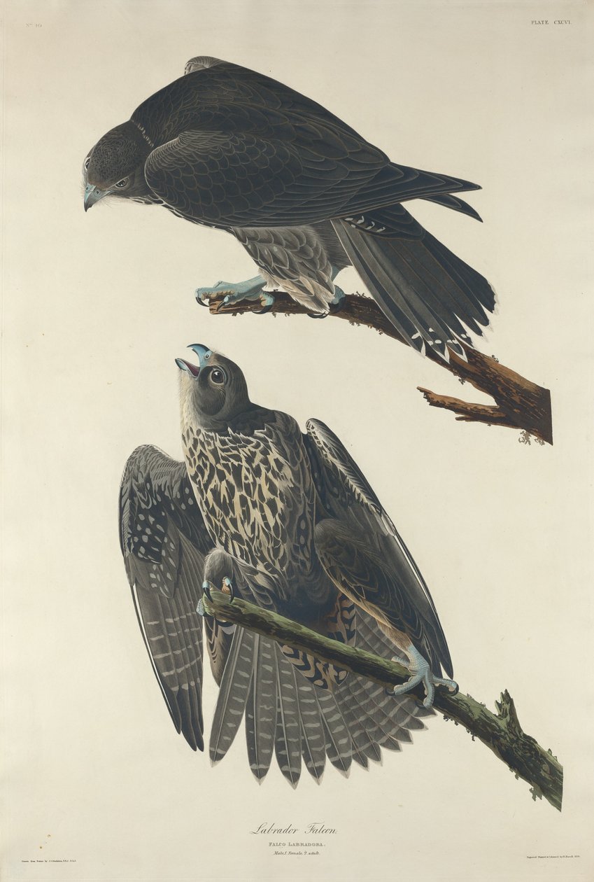 लैब्राडोर फाल्कन, 1834। द्वारा रॉबर्ट हेवेल