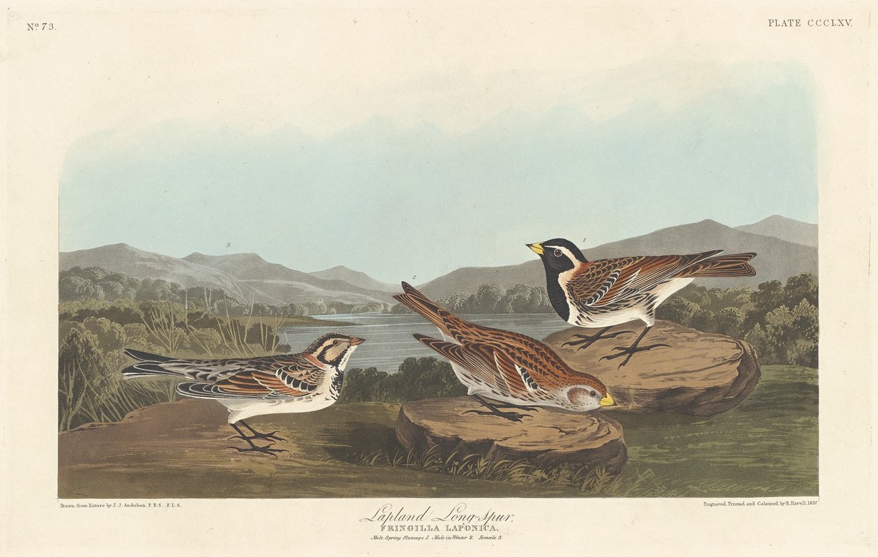 लैपलैंड लोंगस्पर, 1837। द्वारा रॉबर्ट हेवेल