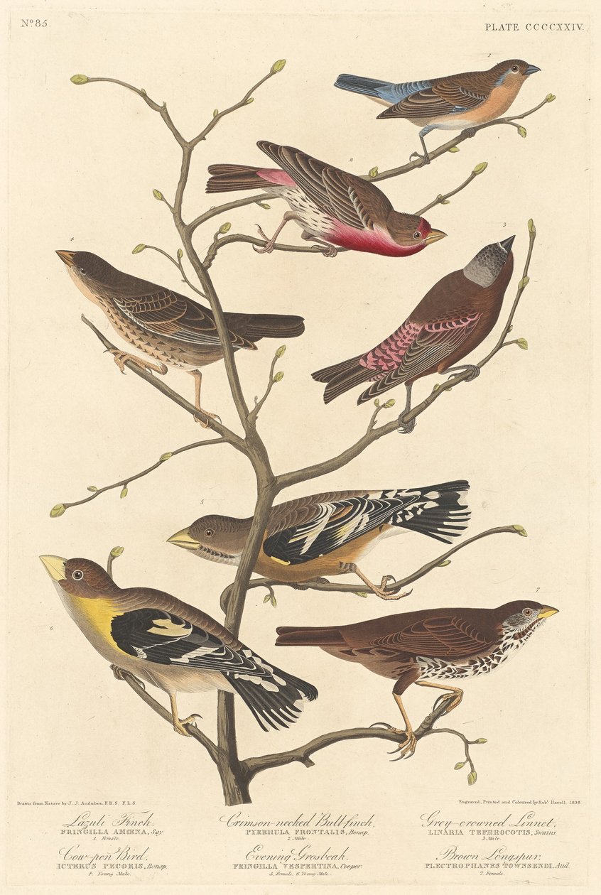 लाजुली फिंच, 1838। द्वारा रॉबर्ट हेवेल
