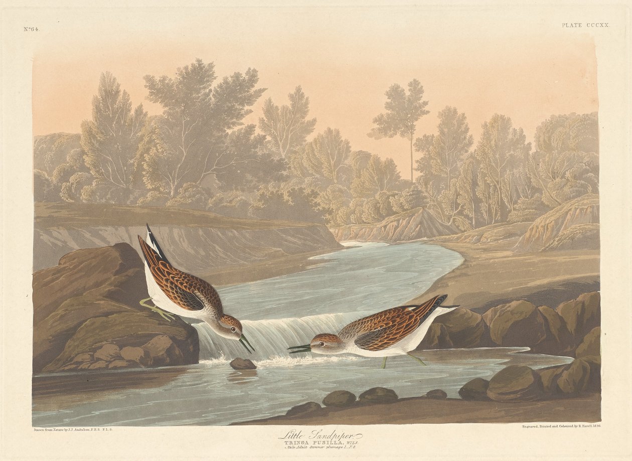 लिटिल सैंडपाइपर, 1836। द्वारा रॉबर्ट हेवेल