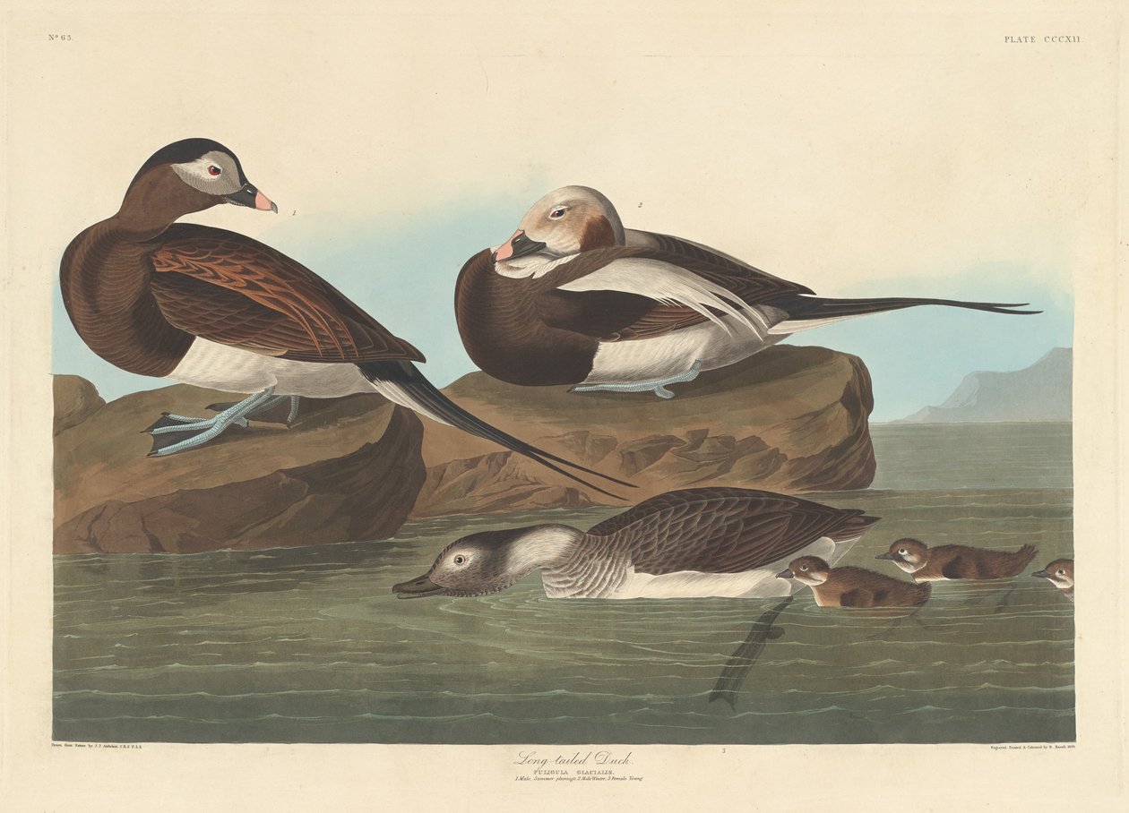 लंबी पूंछ वाली बत्तख, 1836। द्वारा रॉबर्ट हेवेल
