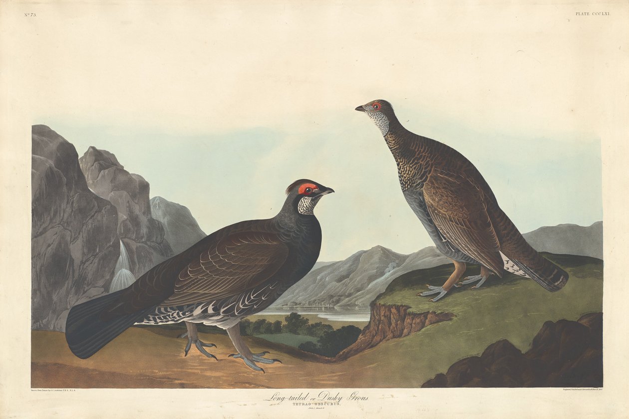 लॉन्ग-टेल्ड या डस्की ग्रॉस, 1837। द्वारा रॉबर्ट हेवेल