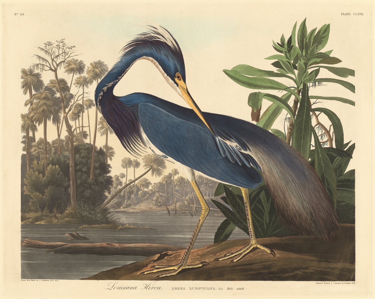 लुइसियाना बगुला, 1834। द्वारा रॉबर्ट हेवेल