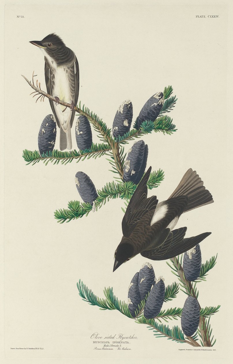 ऑलिव-साइडेड फ्लाईकैचर, 1833। द्वारा रॉबर्ट हेवेल