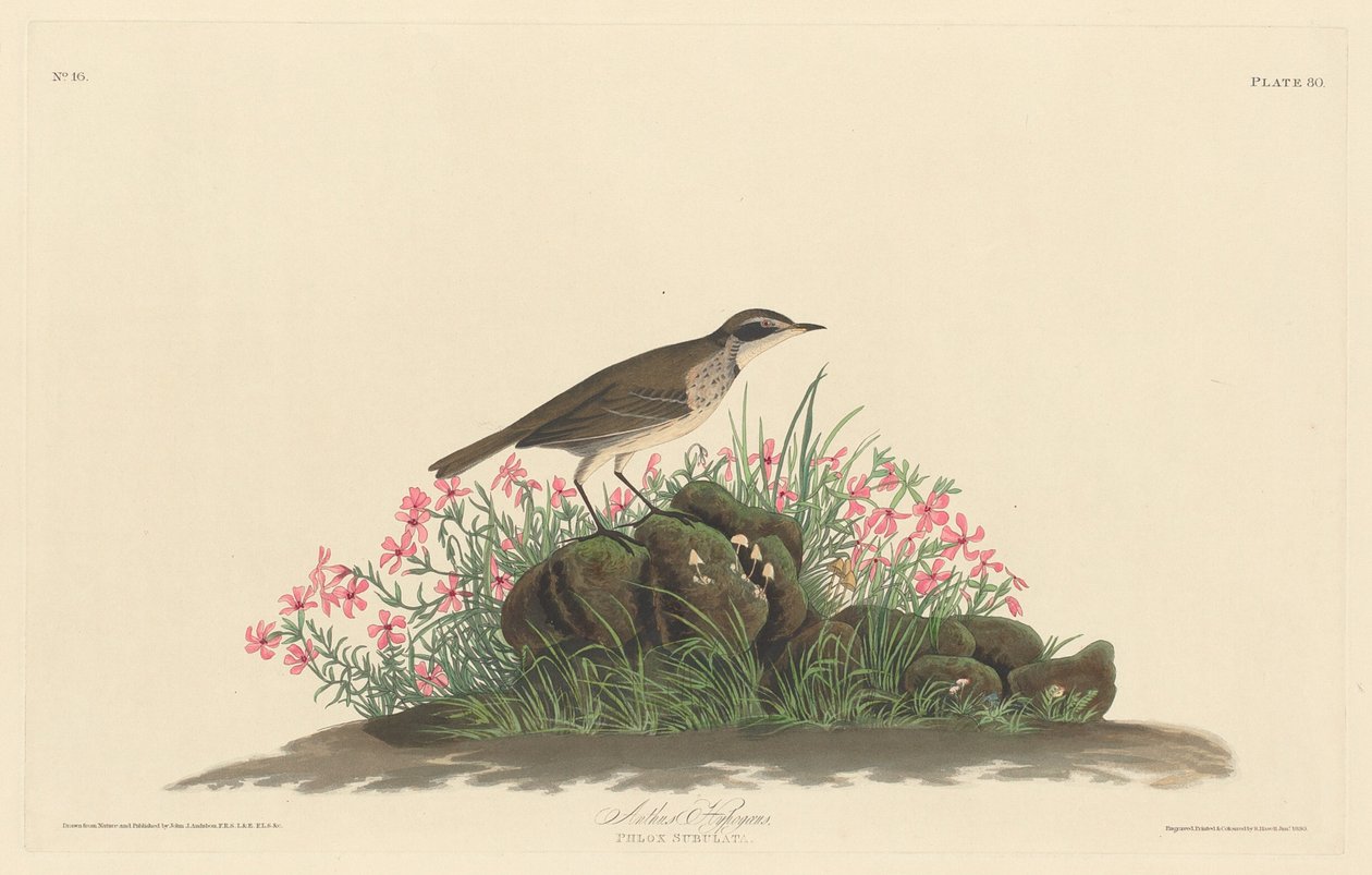 प्रेयरी टाइटल शीट, 1830। द्वारा रॉबर्ट हेवेल