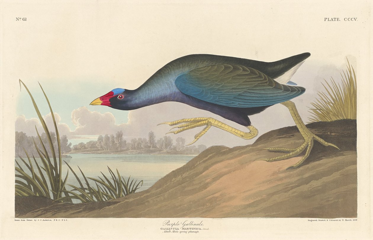 पर्पल गैलिनुले, 1836। द्वारा रॉबर्ट हेवेल