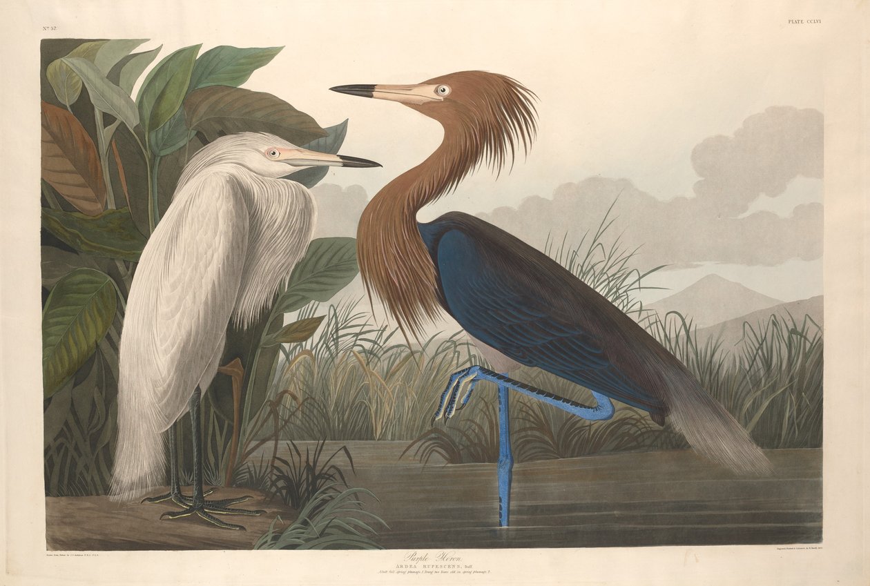 बैंगनी बगुला, 1835। द्वारा रॉबर्ट हेवेल