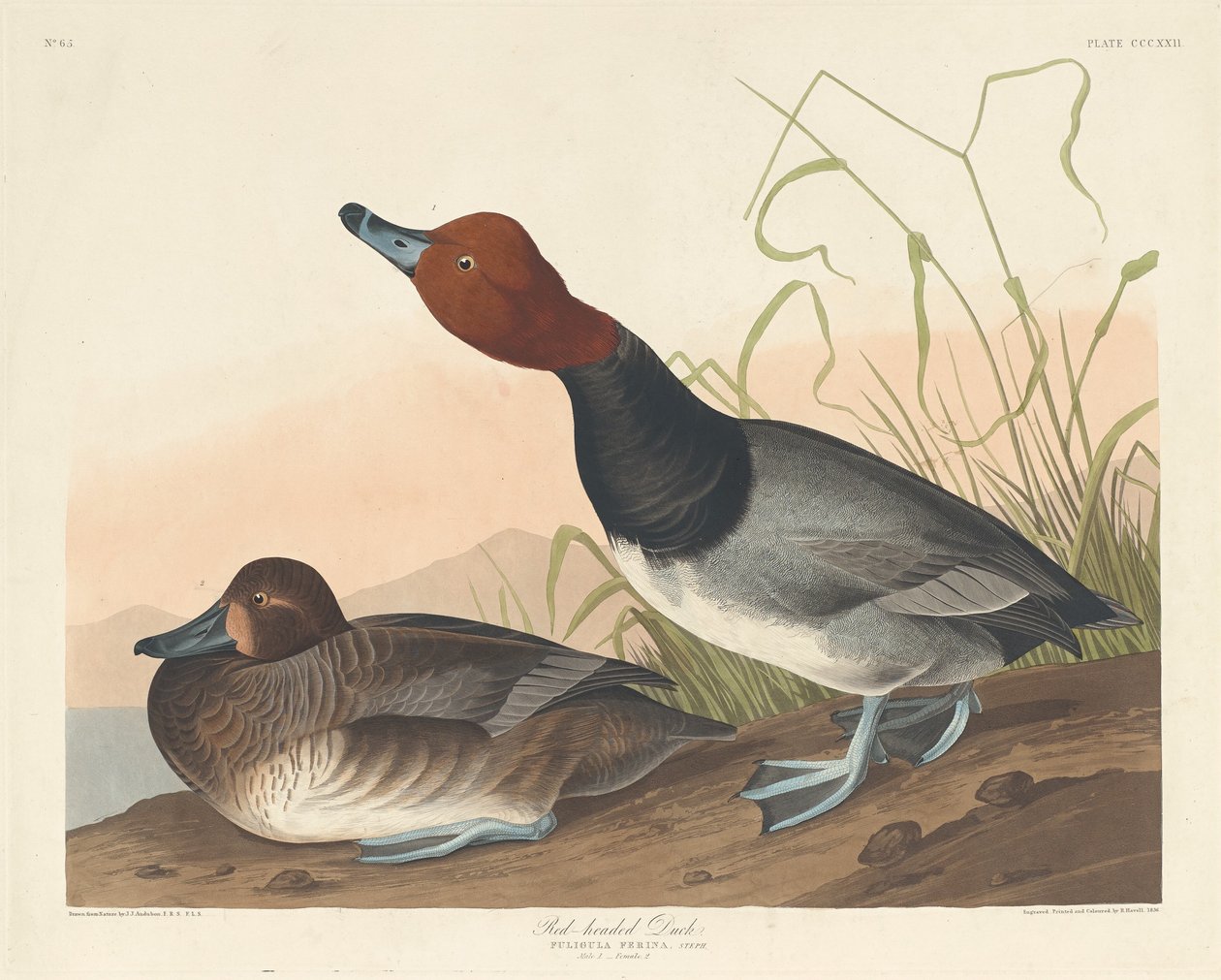 रेड-हेडेड डक, 1836। द्वारा रॉबर्ट हेवेल