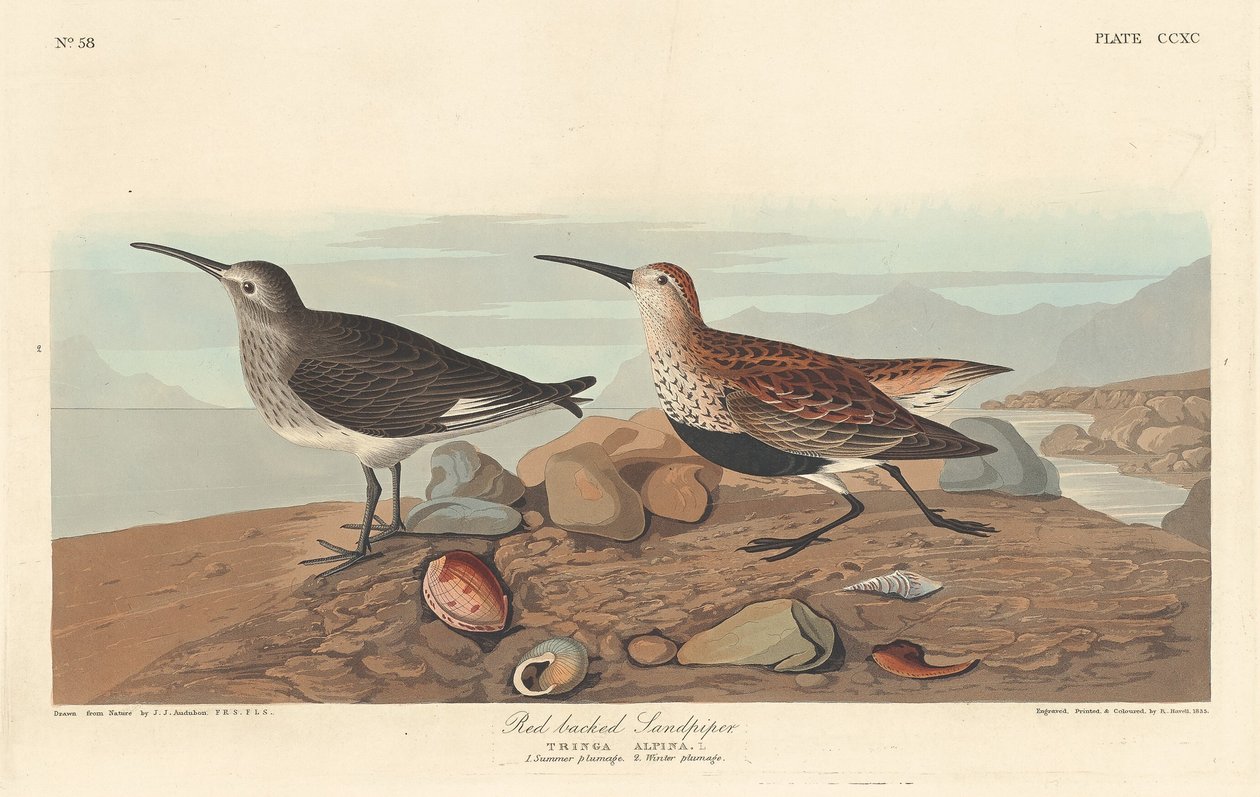 रेड-समर्थित सैंडपाइपर, 1836। द्वारा रॉबर्ट हेवेल