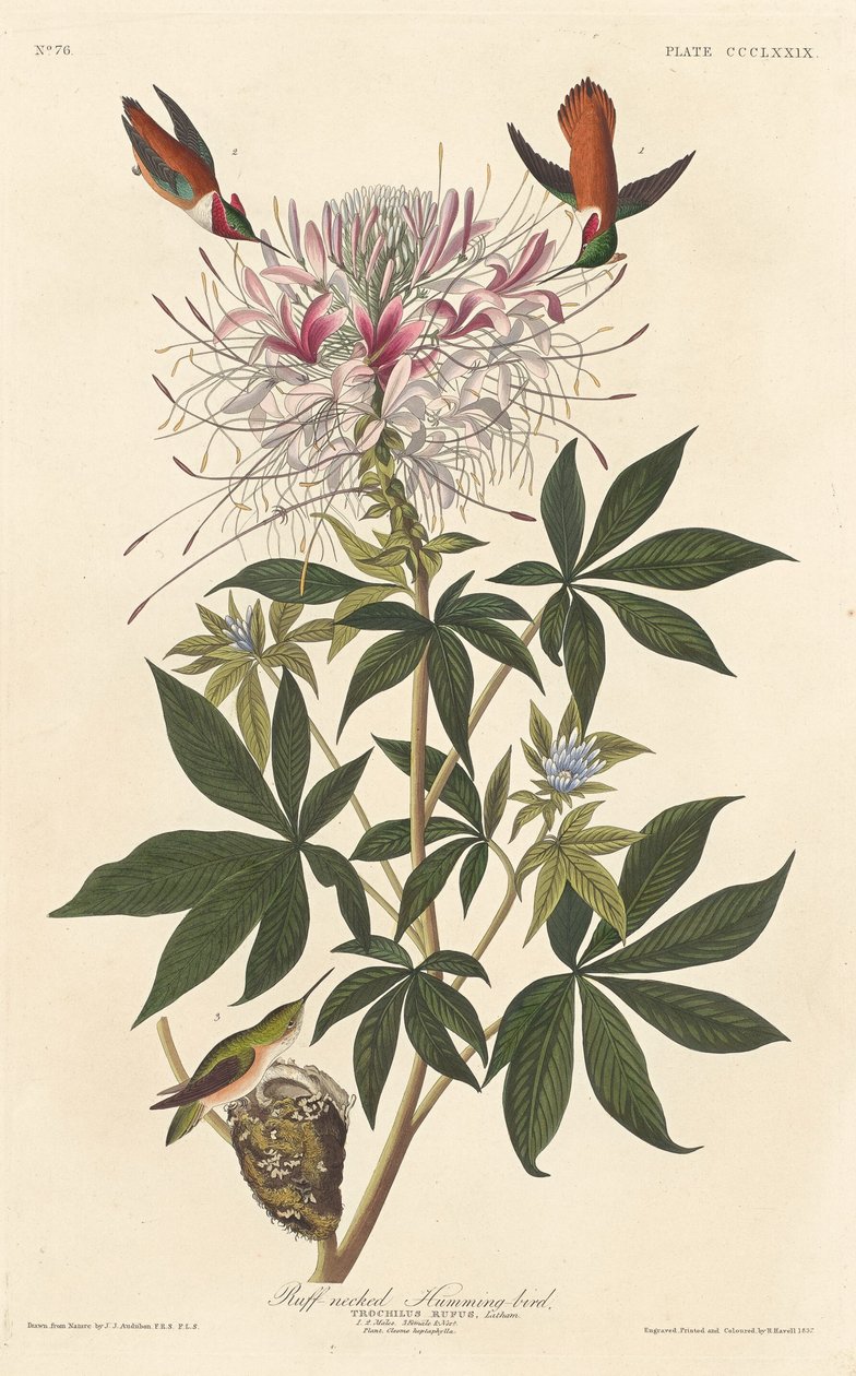 रफ-नेक्ड हमिंग-बर्ड, 1837। द्वारा रॉबर्ट हेवेल