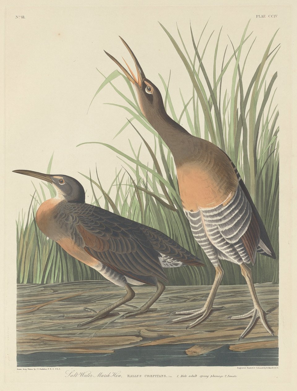 साल्ट वाटर मार्श हेन, 1834। द्वारा रॉबर्ट हेवेल