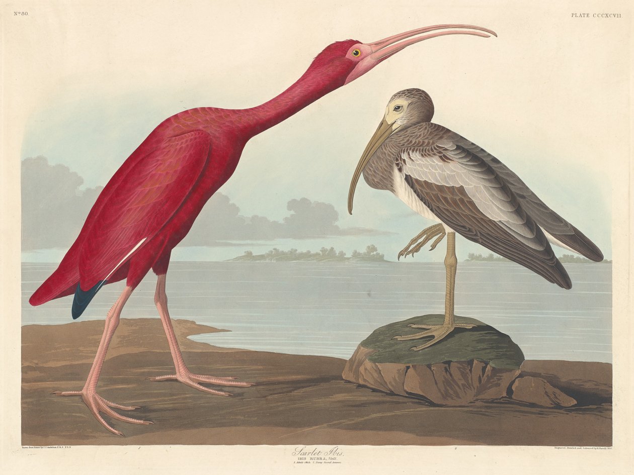 स्कार्लेट इबिस, 1837। द्वारा रॉबर्ट हेवेल