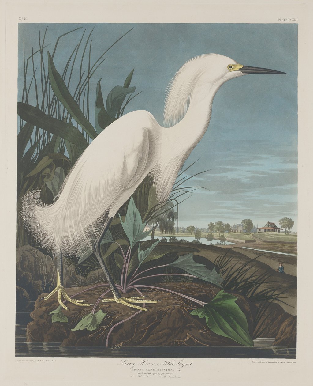 हिमाच्छन्न बगुला, या सफ़ेद बगुला, 1835। द्वारा रॉबर्ट हेवेल