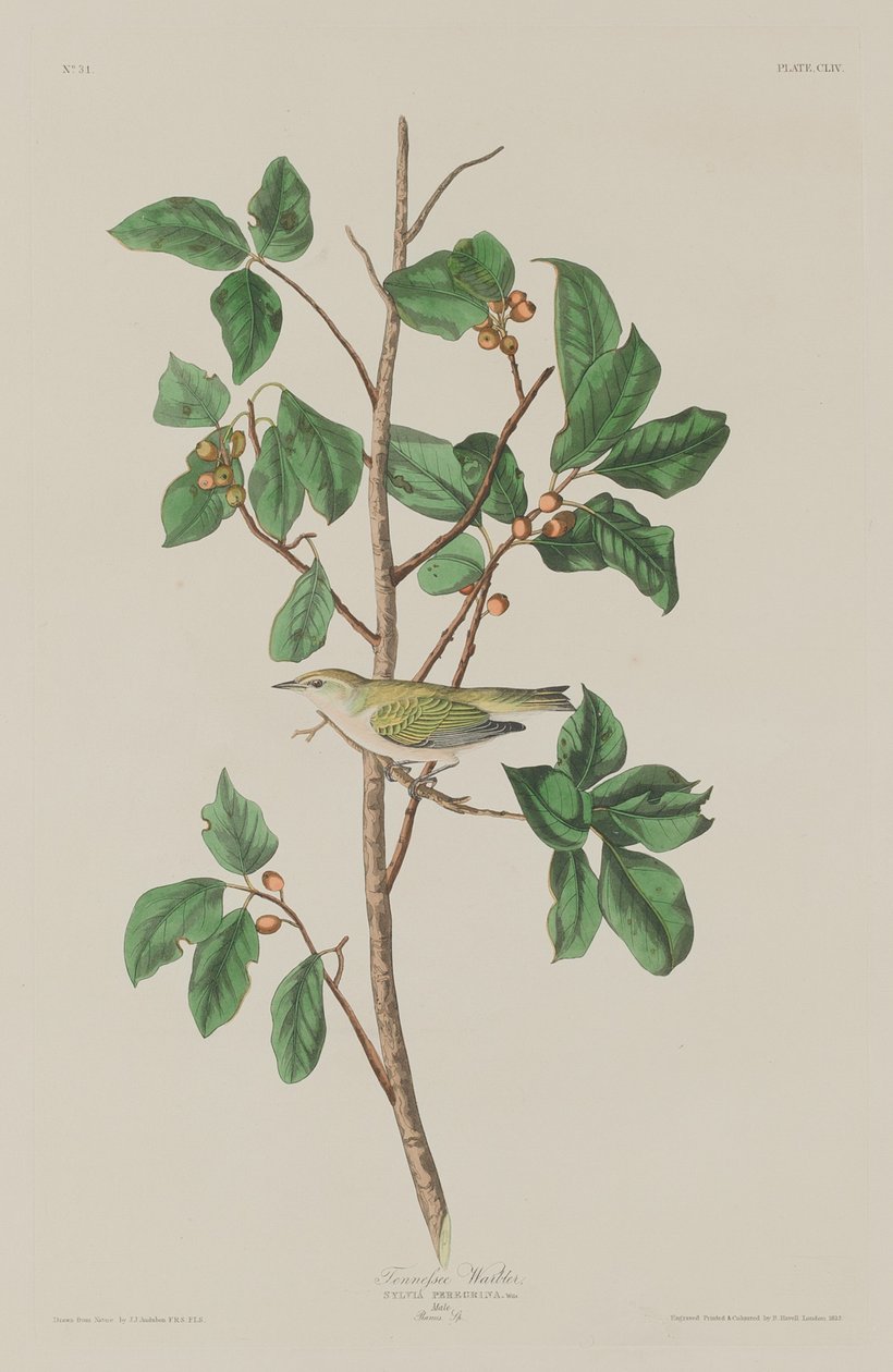 टेनेसी वार्बलर, 1832। द्वारा रॉबर्ट हेवेल