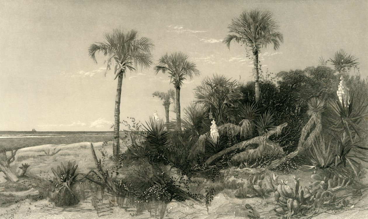 फ्लोरिडा के तट पर, 1872। द्वारा रॉबर्ट हिंसेलवुड