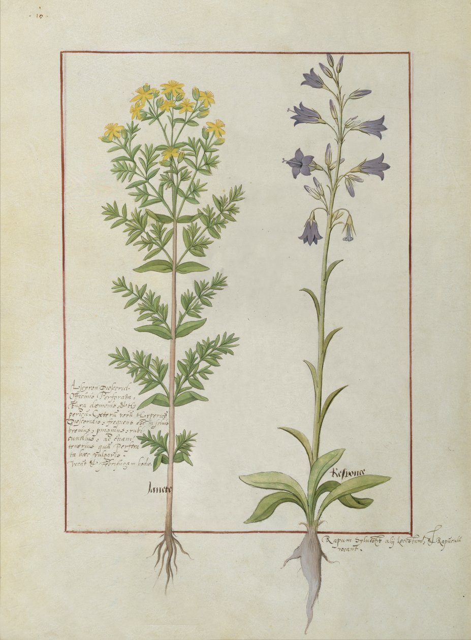 एमएस फ्र। Fv VI  1 fol.116v Mattheaus Platearius (dc1161) c.1470 द्वारा बुक ऑफ सिंपल मेडिसिन्स के दो फूल वाले पौधे द्वारा रॉबिनट टेस्टार्ड