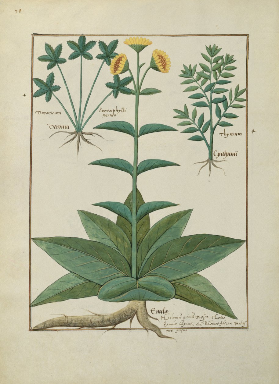 एमएस फ्र। Fv VI  1 fol.150v मैथ्यूअस प्लैटेरियस (dc1161) c.1470 द्वारा सरल दवाओं की पुस्तक से चित्रण द्वारा रॉबिनट टेस्टार्ड
