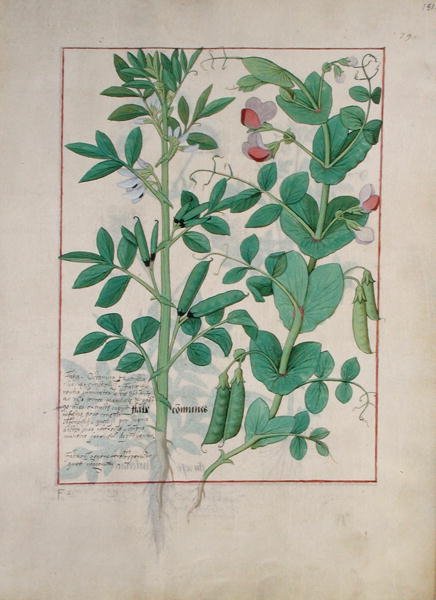 एमएस फ्र। Fv VI  1 fol.151r मैथ्यूअस प्लैटेरियस (dc1161) c.1470 द्वारा सरल दवाओं की पुस्तक से चित्र द्वारा रॉबिनट टेस्टार्ड