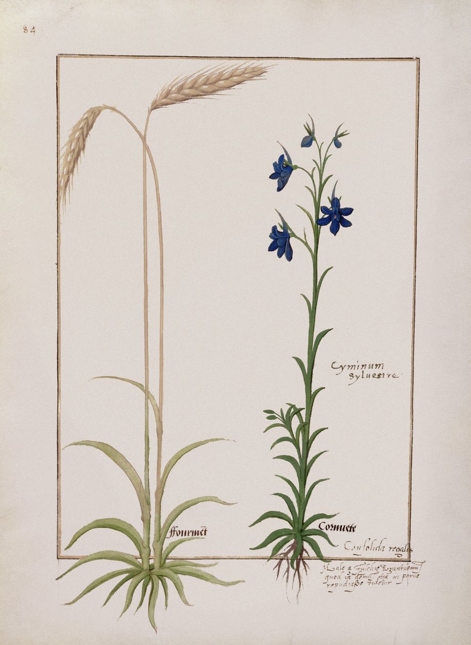 एमएस फ्र। Fv VI  1 fol.153v कान ऑफ कॉर्न एंड सीमिनम सिल्वेस्ट्रे, मैथ्यूअस प्लैटेरियस (dc1161) c.1470 द्वारा सरल दवाओं की पुस्तक से चित्रण द्वारा रॉबिनट टेस्टार्ड