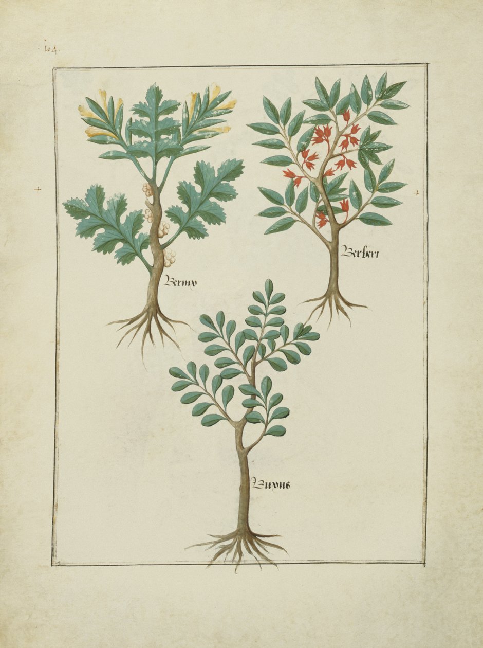 एमएस फ्र। Fv VI  1 fol.163v मैथ्यूस प्लैटेरियस (dc1161) द्वारा सरल दवाओं की पुस्तक से चित्रण द्वारा रॉबिनट टेस्टार्ड