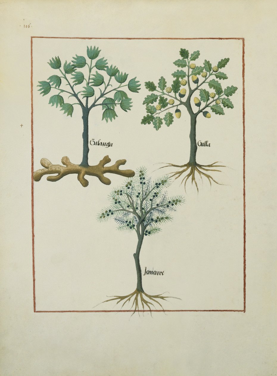 एमएस फ्र। Fv VI  1 fol.164v मैथ्यूअस प्लैटेरियस (dc1161) द्वारा सरल दवाओं की पुस्तक से चित्रण द्वारा रॉबिनट टेस्टार्ड