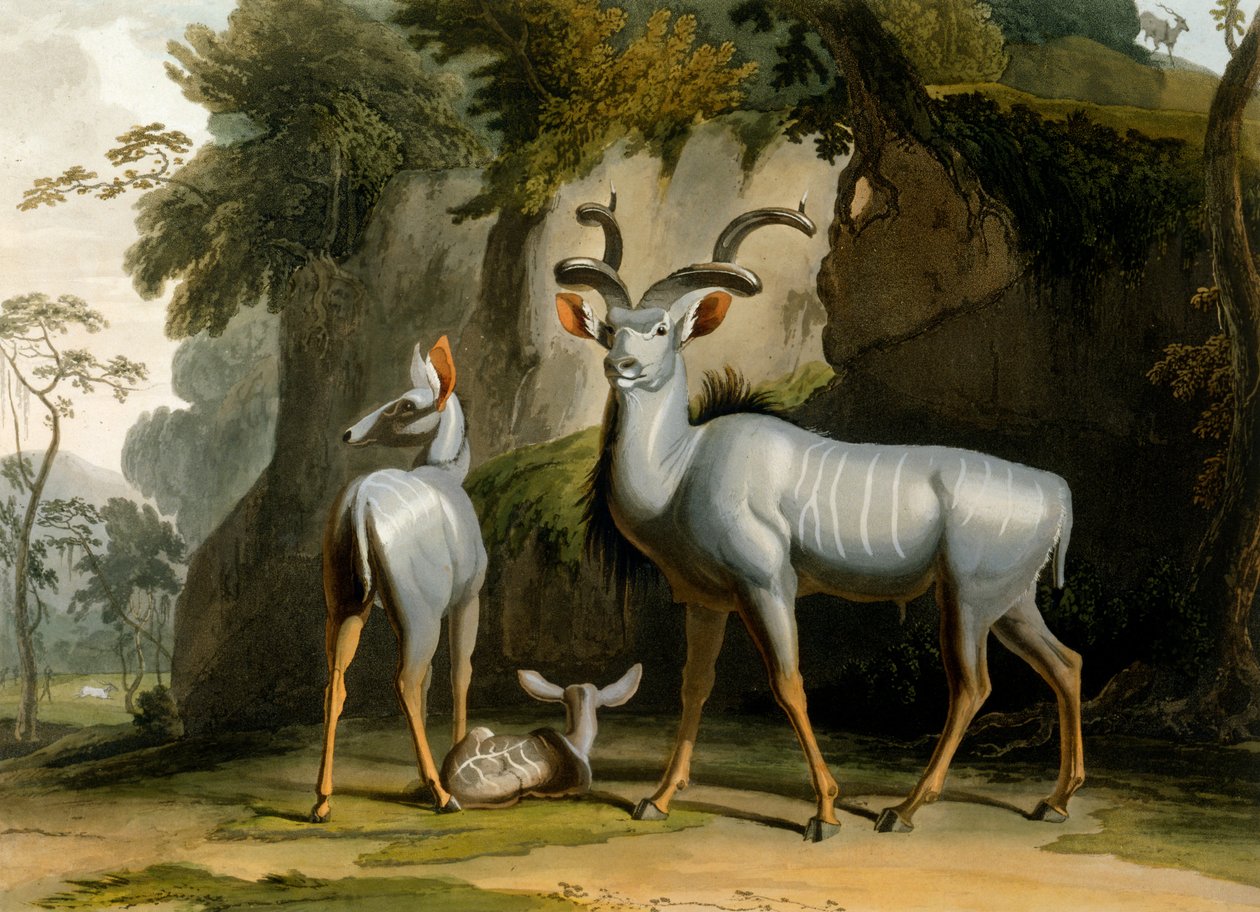 कुडू, 1804 द्वारा सैमुअल डेनियल