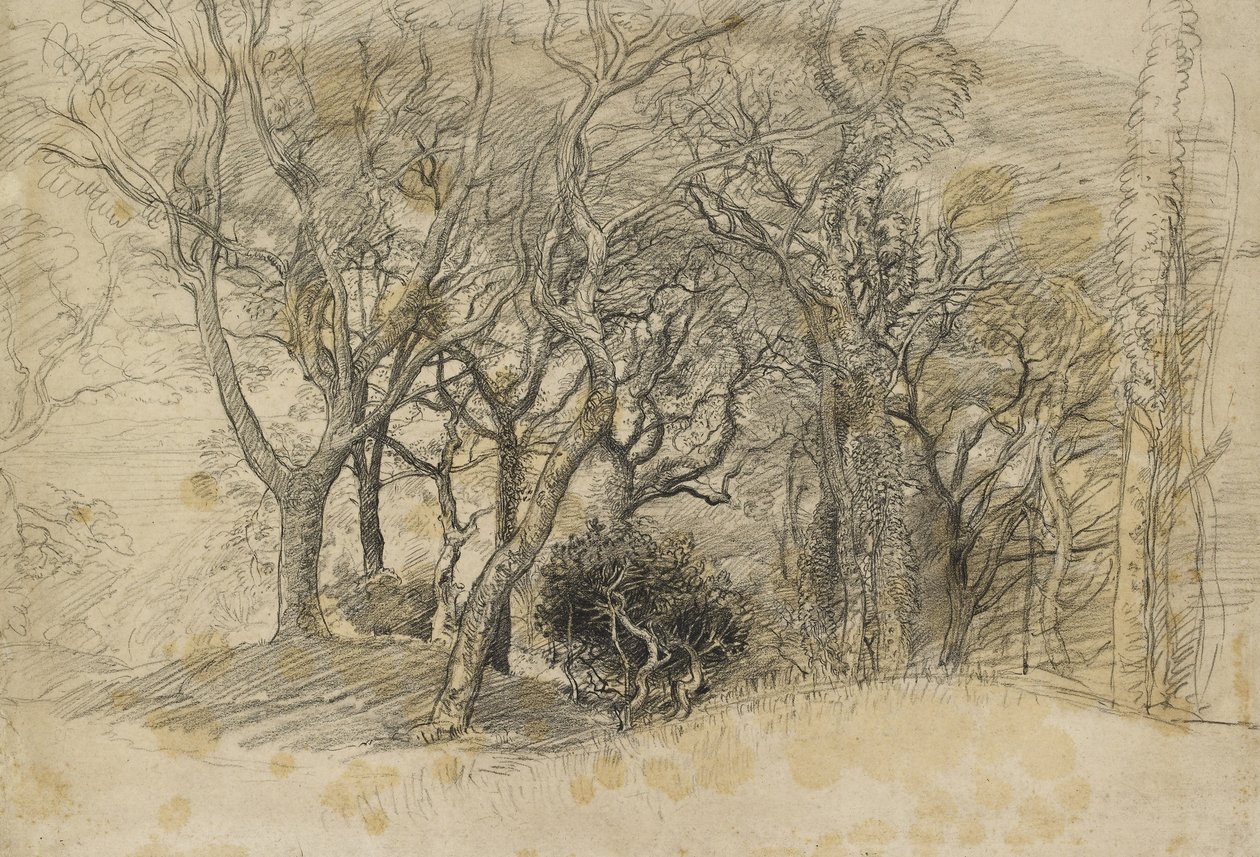 पेड़ों का अध्ययन, क्लोवेल्ली पार्क, 1834 (काले भूरे रंग के कागज पर चाक) द्वारा सैमुअल पामर