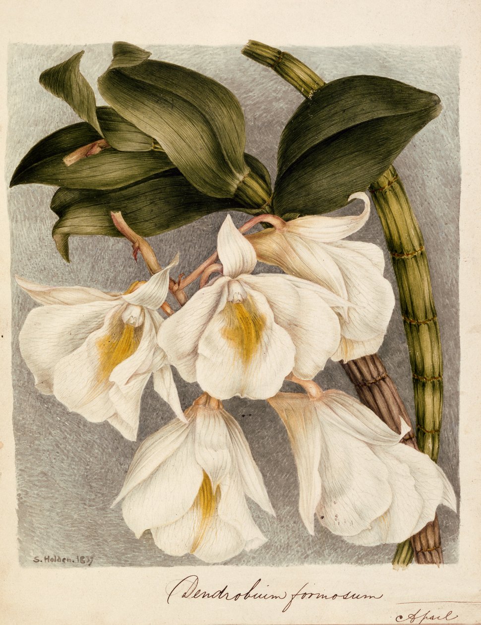 Cymbidium सुंदर c.1839 (पानी के रंग) द्वारा सैमुअल होल्डन