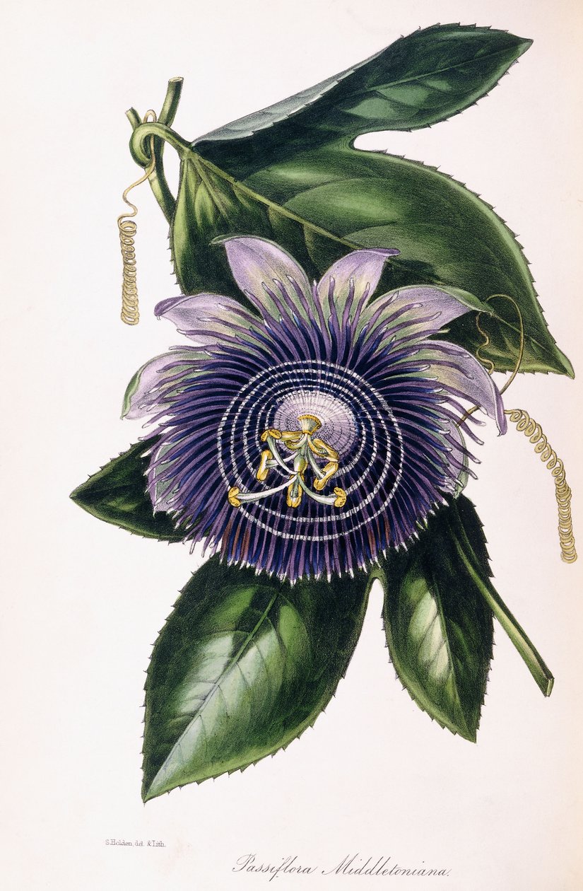 पासिफ़्लोरा मिडलेटोनिया, c.1834-1849 द्वारा सैमुअल होल्डन
