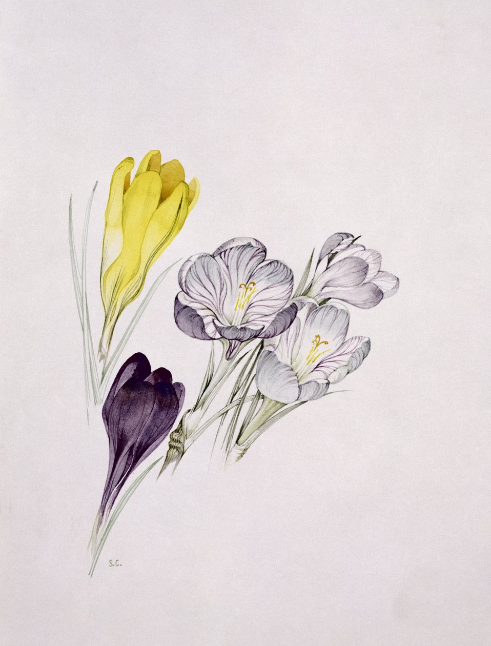 Crocus द्वारा सारा क्रिसवेल
