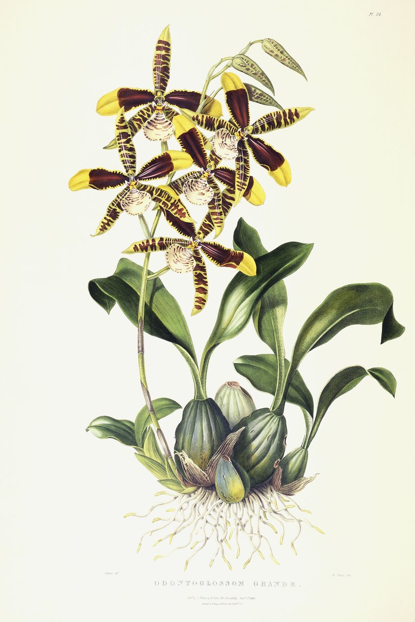 ग्रेट ओडोंटोग्लॉसम, c.1837-1843 द्वारा मिस ड्रेक